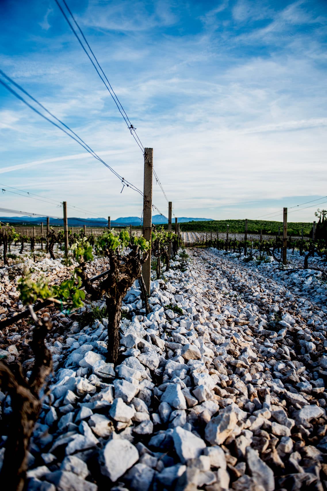 Vinogradi i krajolik Brotnja