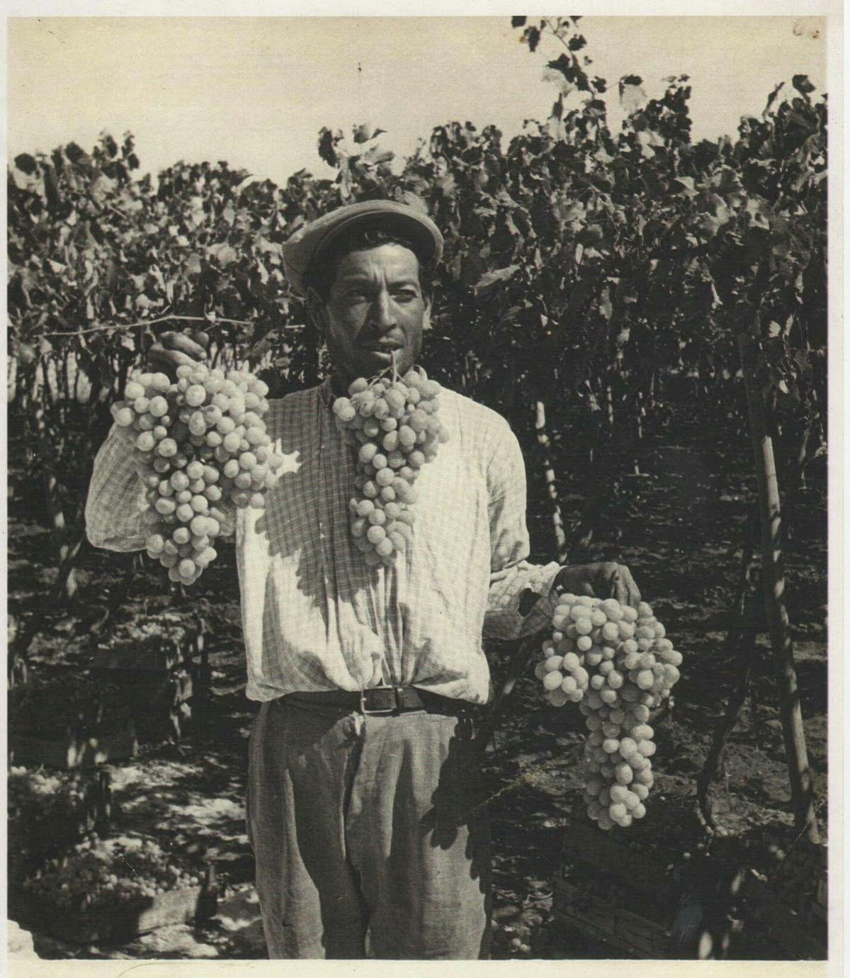 Berba grožđa